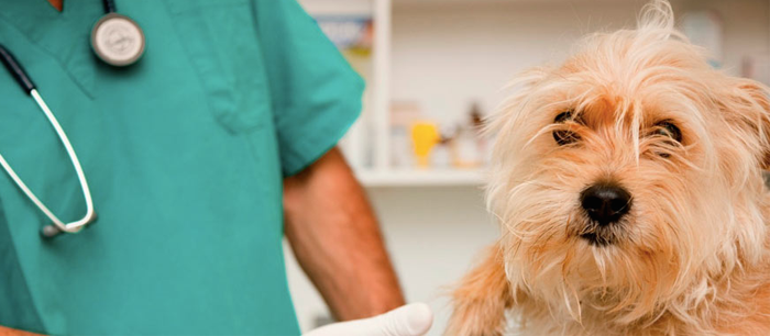 Bienvenido a LomasVet.cl